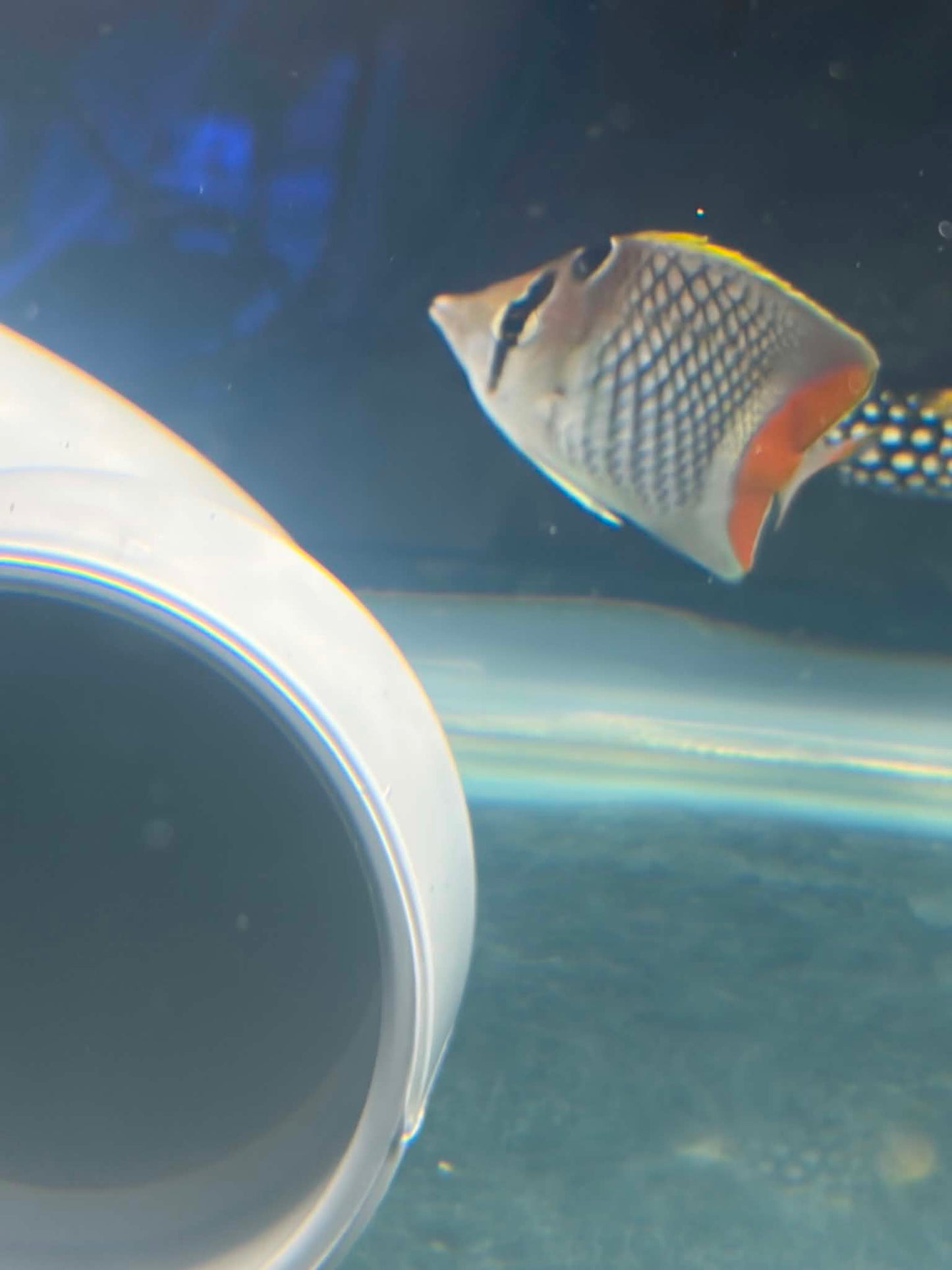 Pearl Scale Butterfly - Fully Quarantined