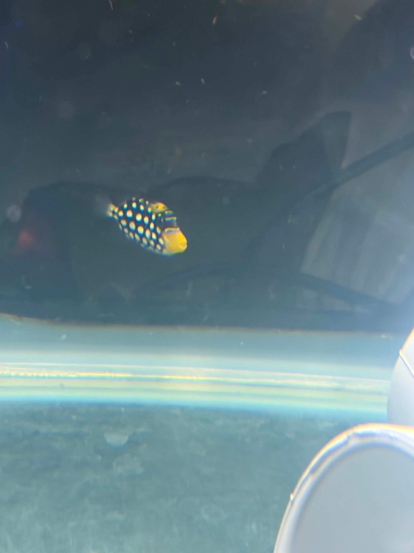 Clown Triggerfish - Full Quarantine