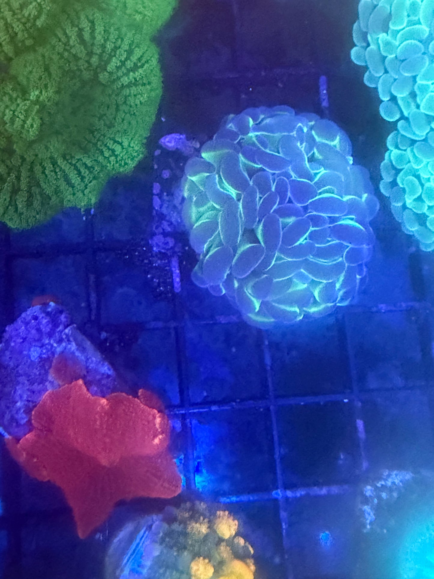 Reverse Hologram Hammer - WYSIWYG