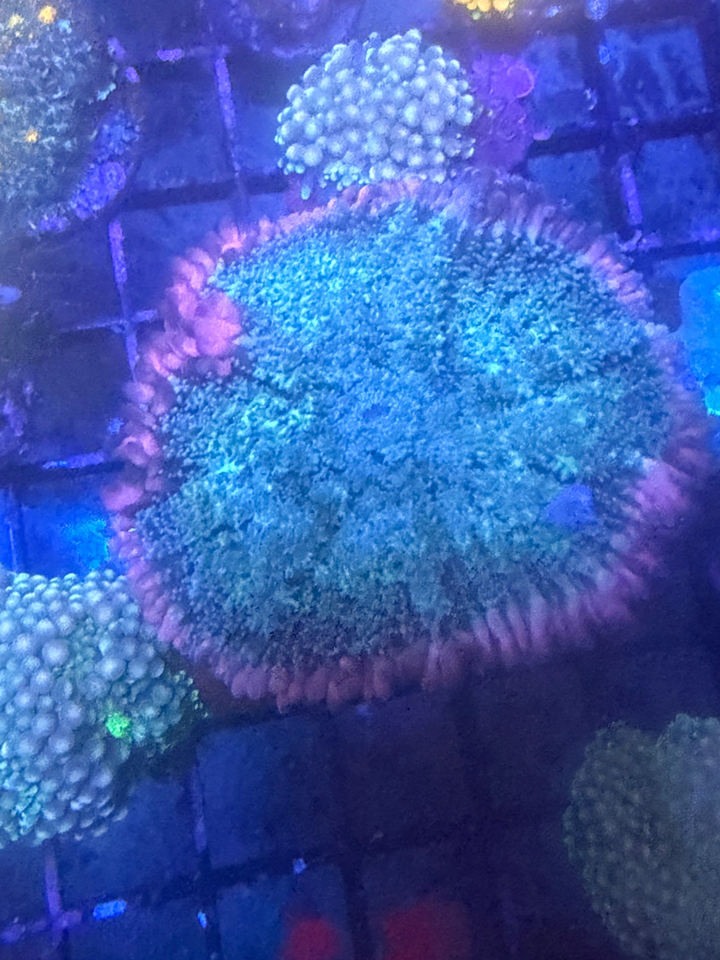 Frankenstein Mushroom - WYSIWYG