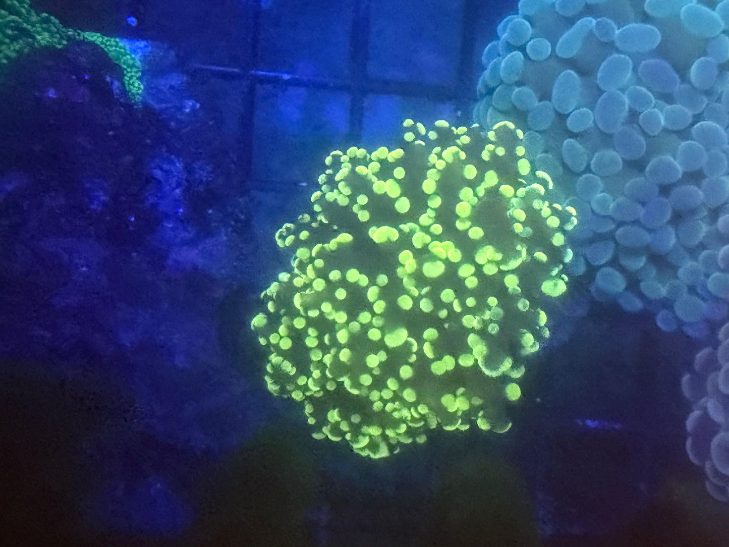 Yellow Frogspawn - WYSIWYG