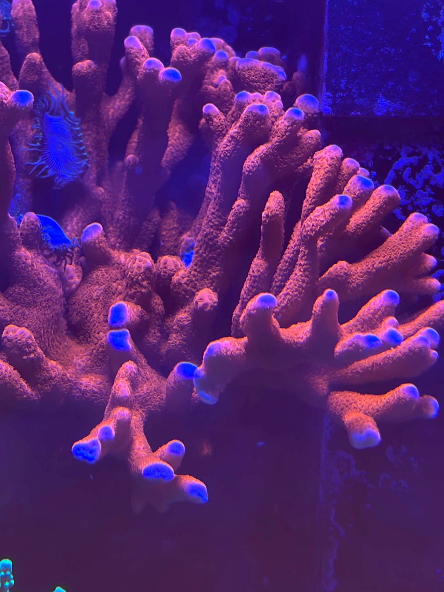 Red Digitata - Cut to order