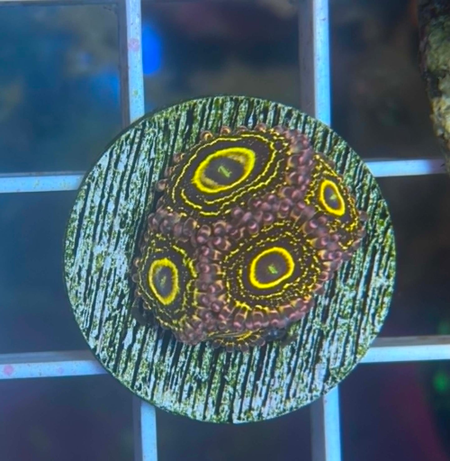 Stratosphere Zoas - WYSIWYG