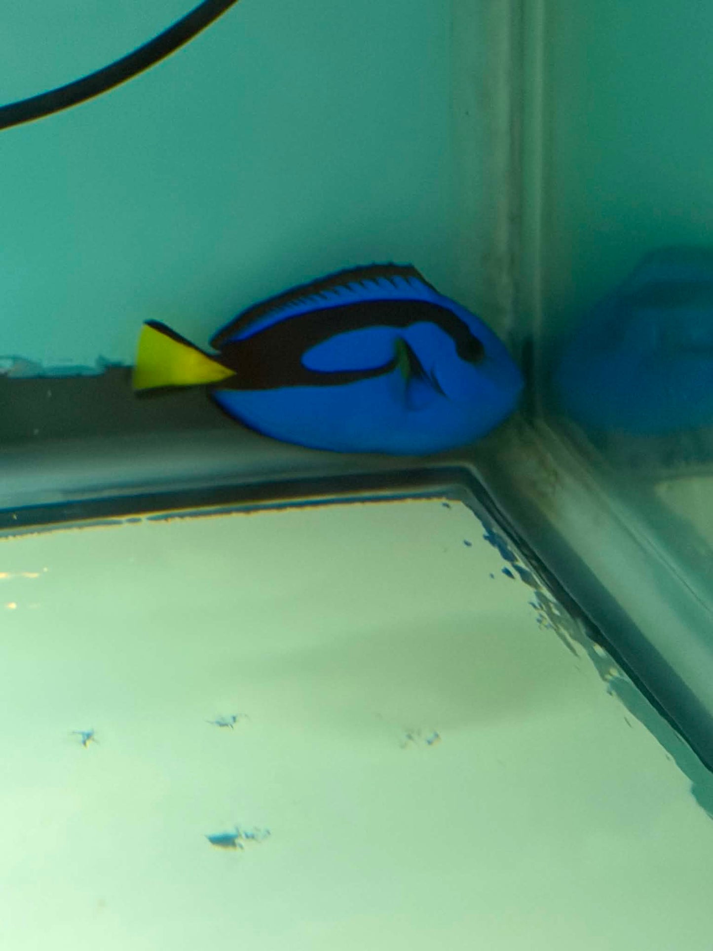 Hippo Tang - Fully Quarantined