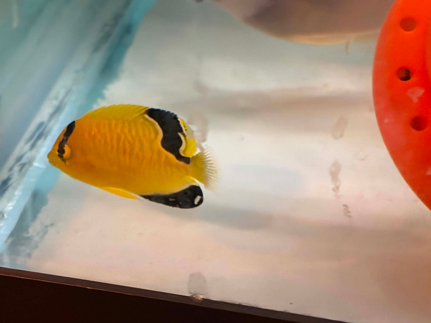 Gold Flake Angelfish - Captive Bred - Fully Quarantined