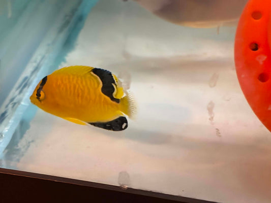 Gold Flake Angelfish - Captive Bred - Fully Quarantined