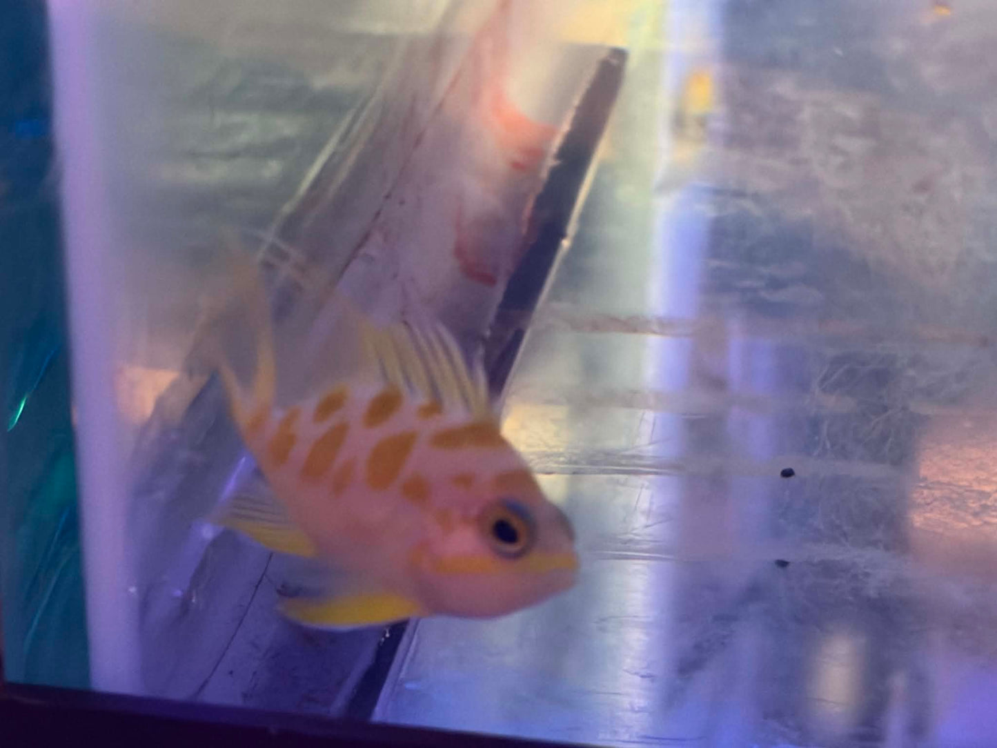 Blotchy Anthia - Fully Quarantined