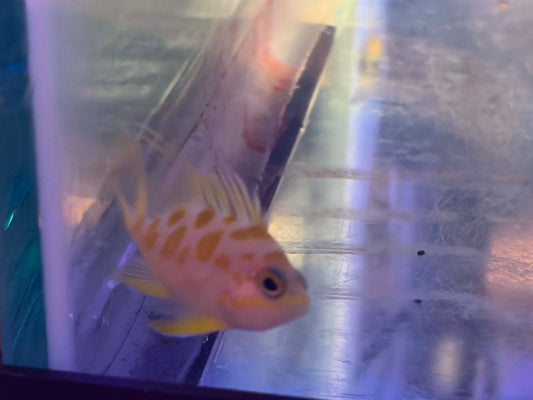 Blotchy Anthia - Fully Quarantined