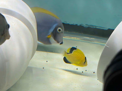 Gold Flake Angelfish - Captive Bred - Fully Quarantined