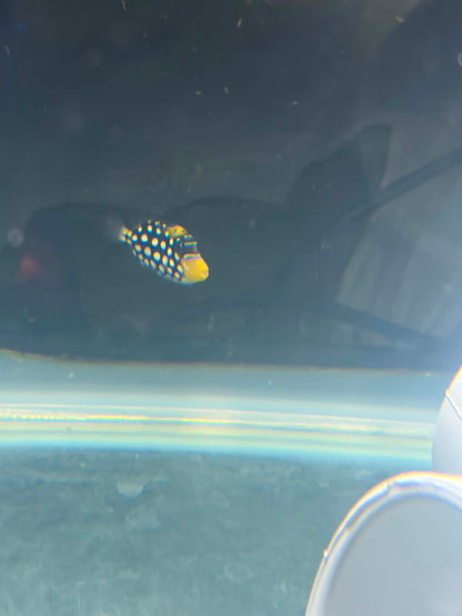 Clown Triggerfish - Full Quarantine