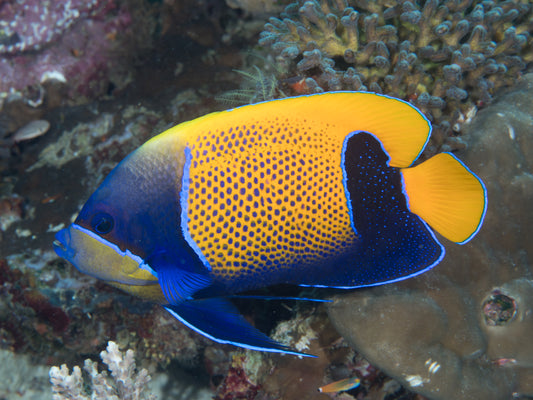 Majestic Angelfish