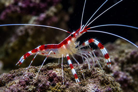 Cleaner Shrimp
