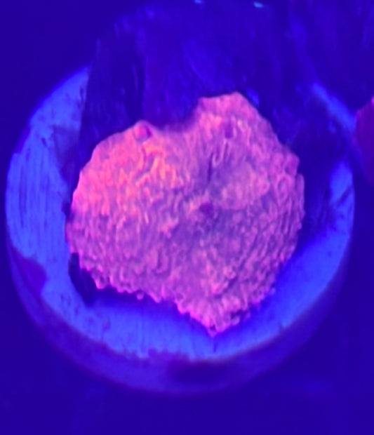 Jawbreaker Mushroom