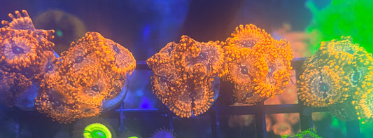 Utter Chaos Zoanthids
