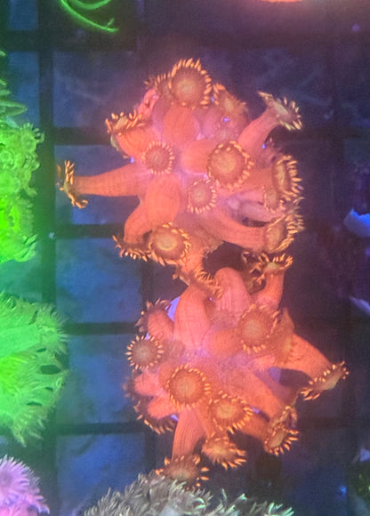 Red Goniopora - Almost WYSIWYG