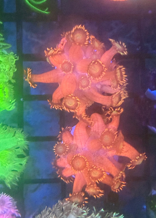 Red Goniopora - Almost WYSIWYG