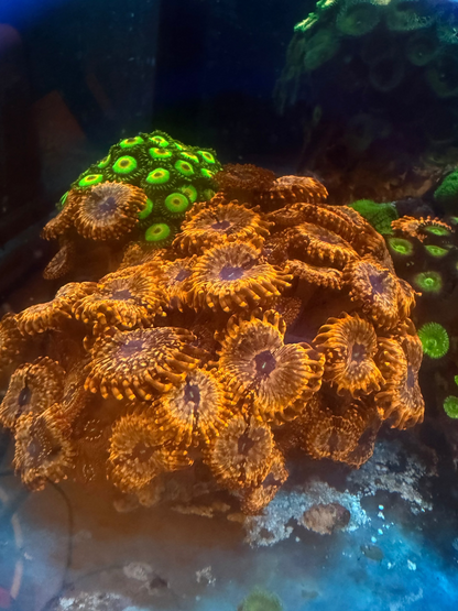 Utter Chaos Zoanthids