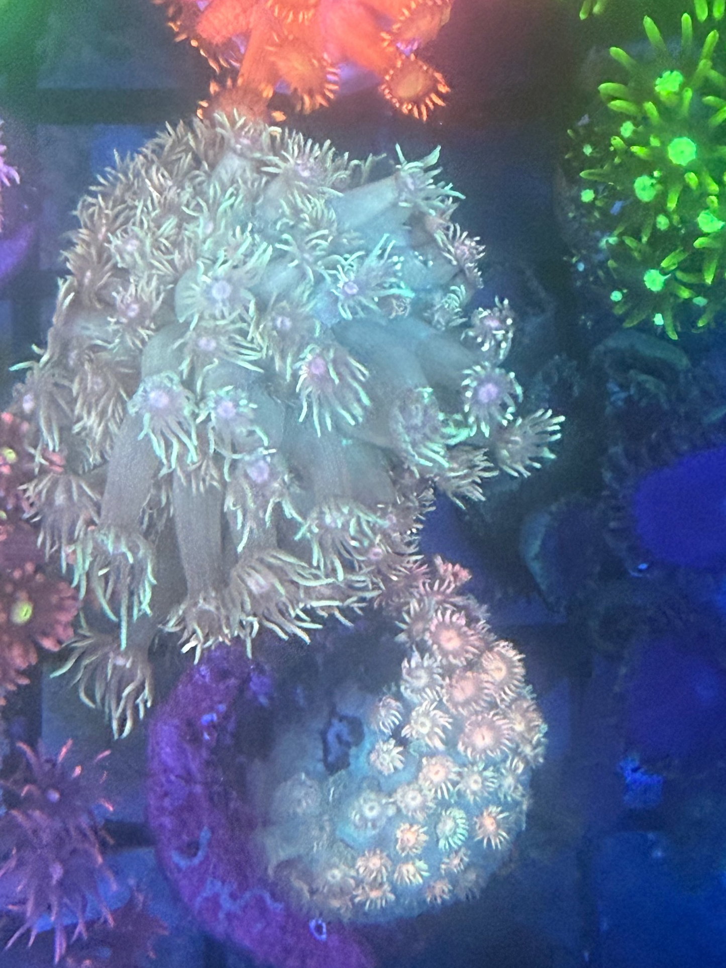 Rainbow Goniopora - Almost WYSIWYG