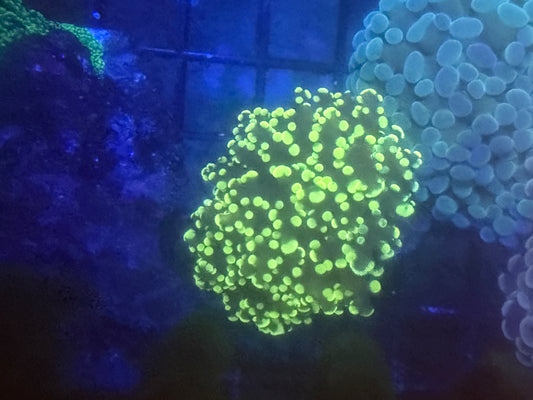 Yellow Frogspawn - WYSIWYG
