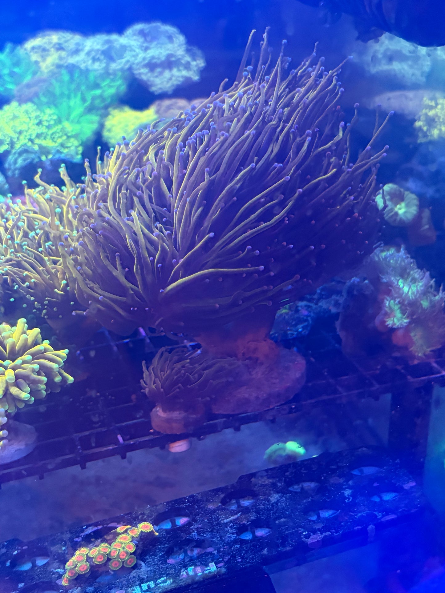 24k Torch Colony - 8+ heads - WYSIWYG