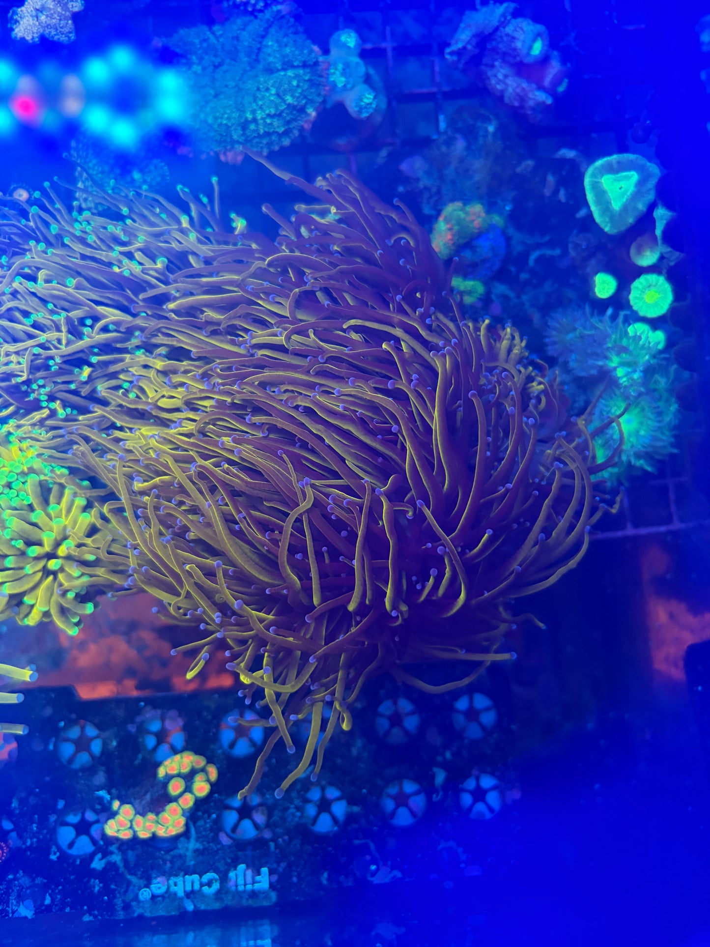 24k Torch Colony - 8+ heads - WYSIWYG