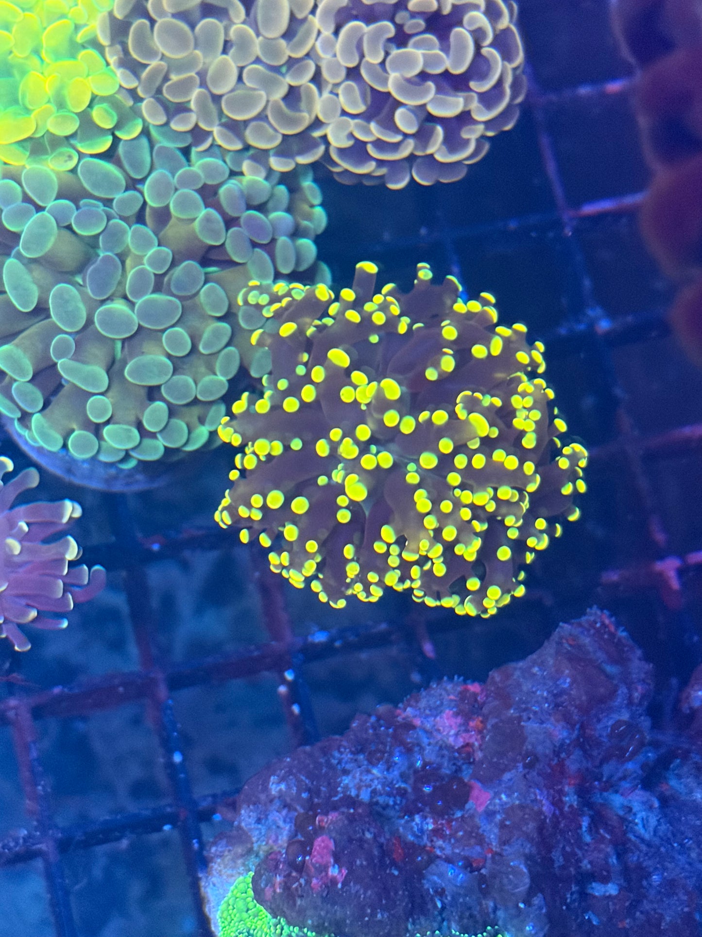 Yellow Frogspawn - WYSIWYG
