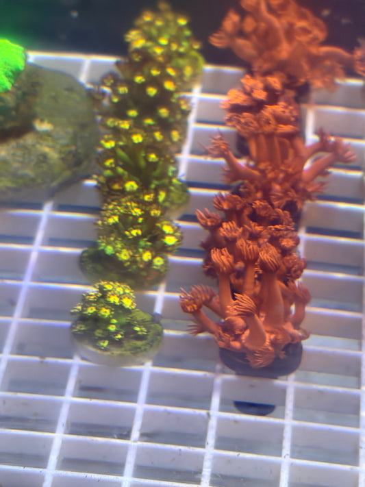Grandmaster Goniopora