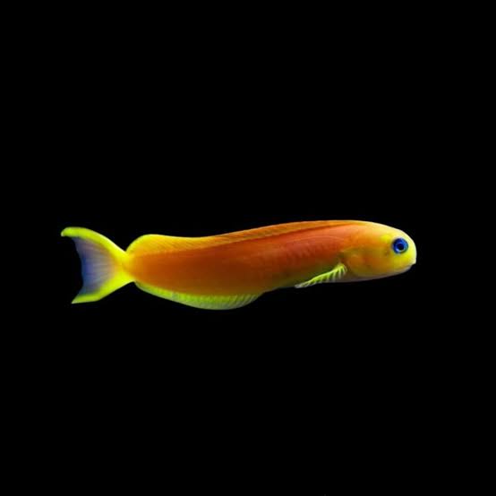 Midas Blenny