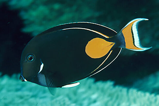 Achillies Tang