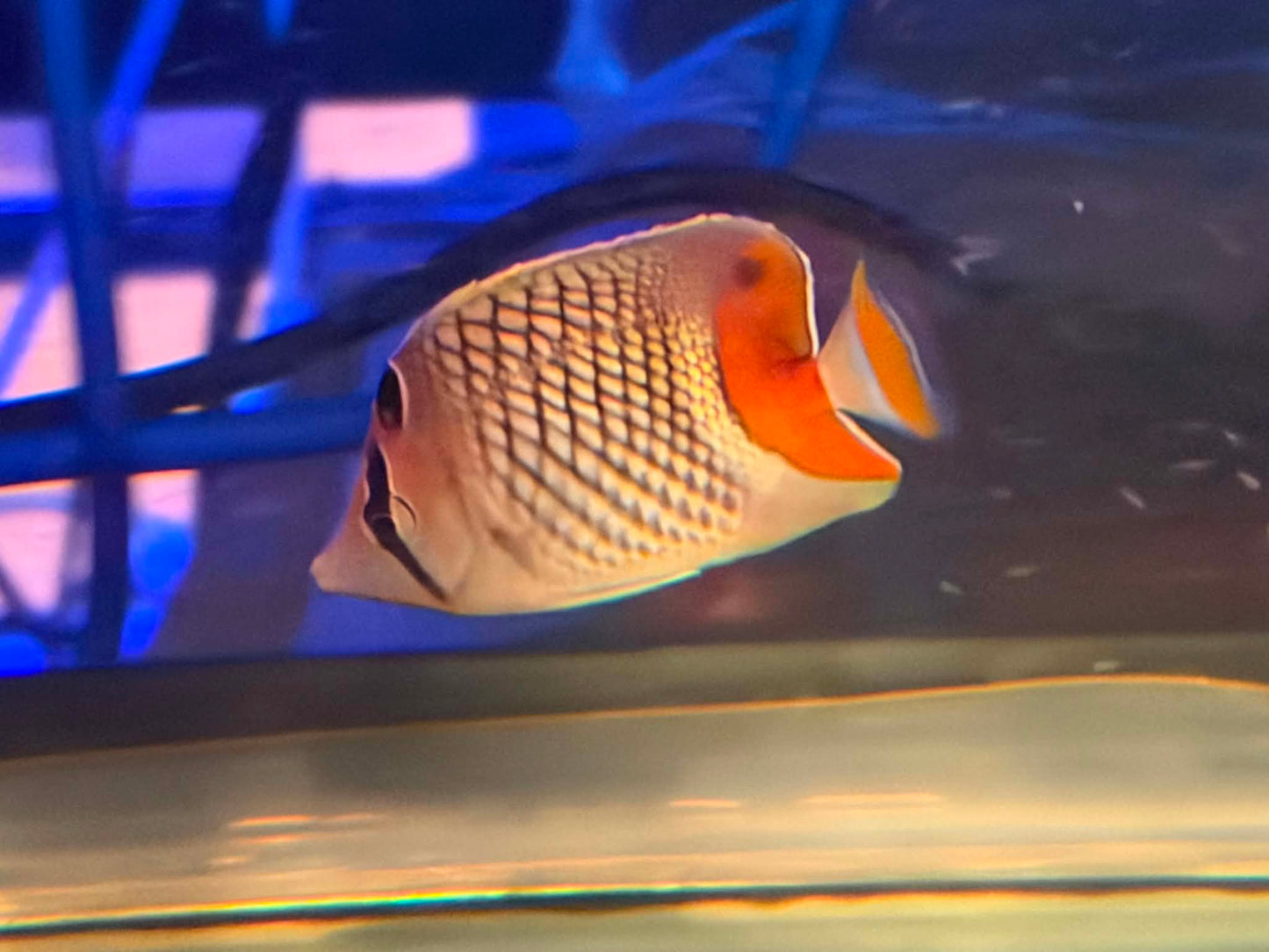 Pearl Scale Butterfly - Fully Quarantined