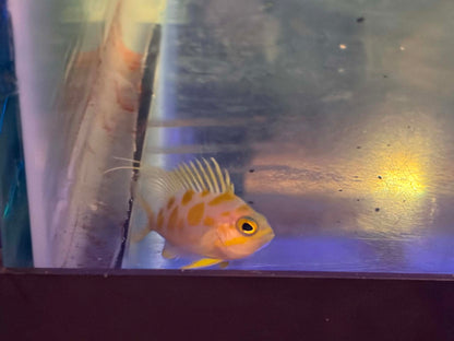 Blotchy Anthia - Fully Quarantined