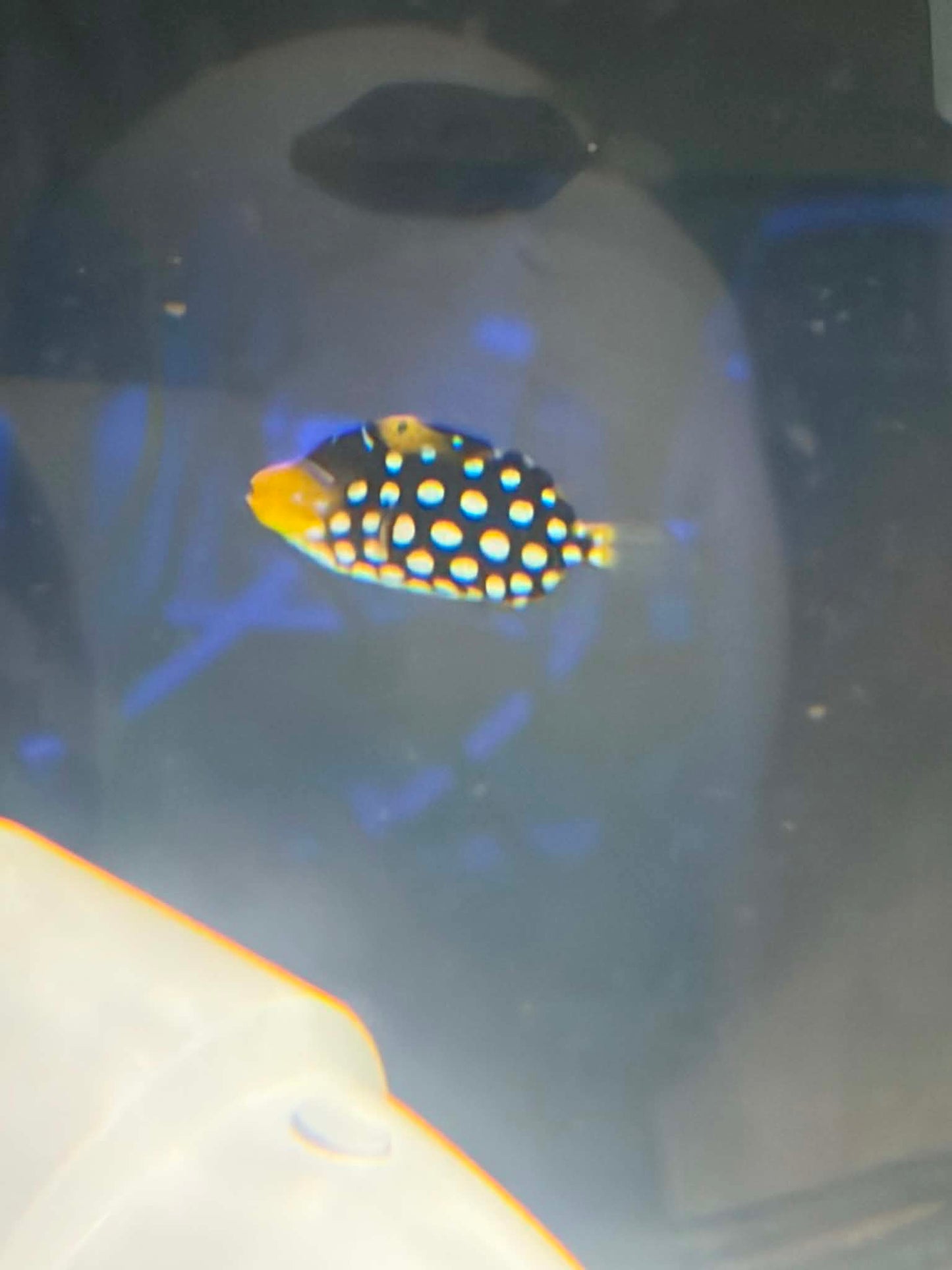 Clown Triggerfish - Full Quarantine