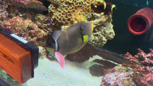 Pink Tail Triggerfish XL - WYSIWYG