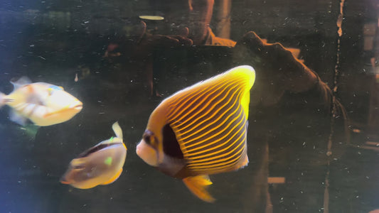 Emperor Angelfish XXL - WYSIWYG