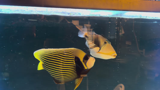 Huma Picasso Triggerfish XL - WYSIWYG