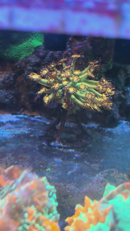 Grandmaster Goniopora