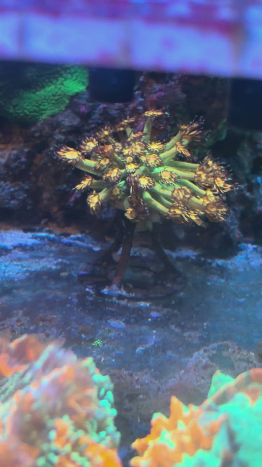 Grandmaster Goniopora