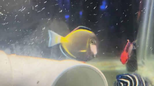 Powder Brown Tang - Fully Quarantined - WYSIWYG