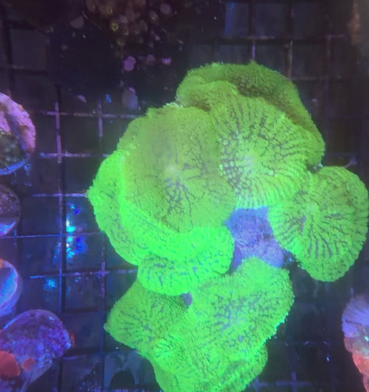 Neon Green Rhodactis Mushrooms